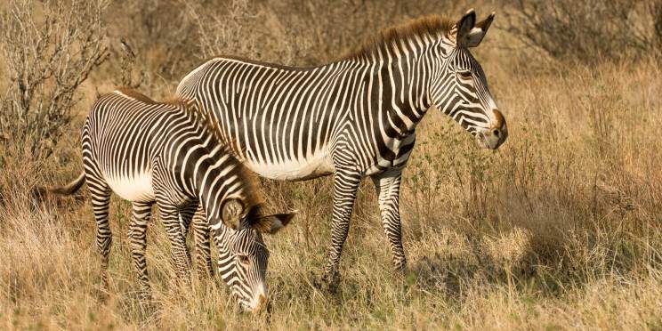 11-Day The Big Five & Rare Special Five Adventure Safari