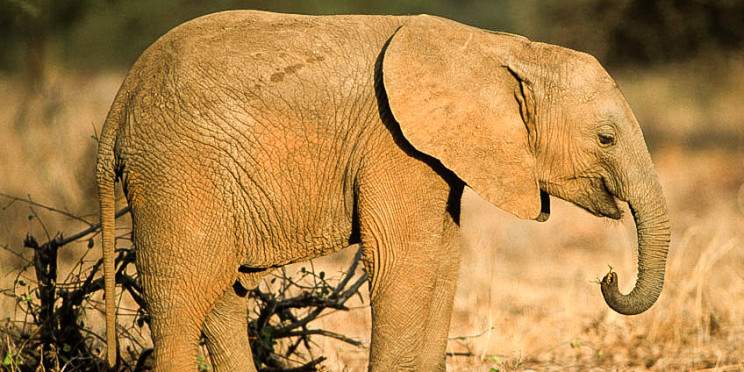 6-Day Northern Kenya's Conservation Journey