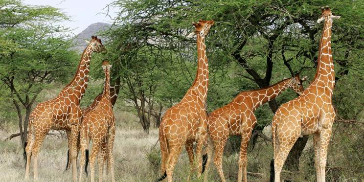 2-Day Day Ngutuni Sanctuary Safari from Diani/Mombasa