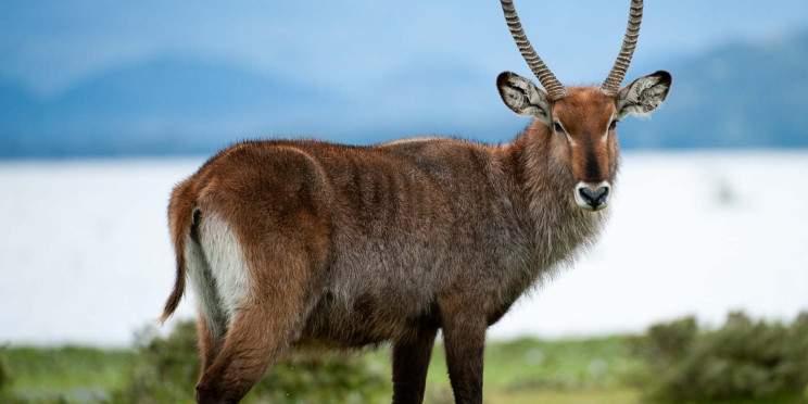 1-Day Lake Naivasha Wildlife & Crescent Island Safari