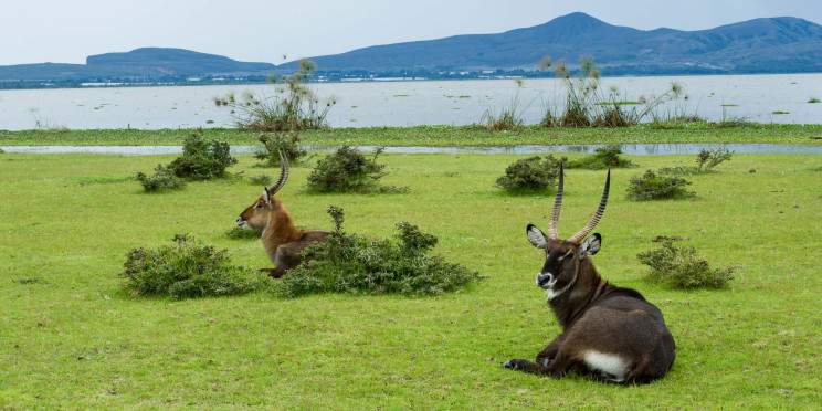 10-Day Kenya Wild Trails & Coastline Escape