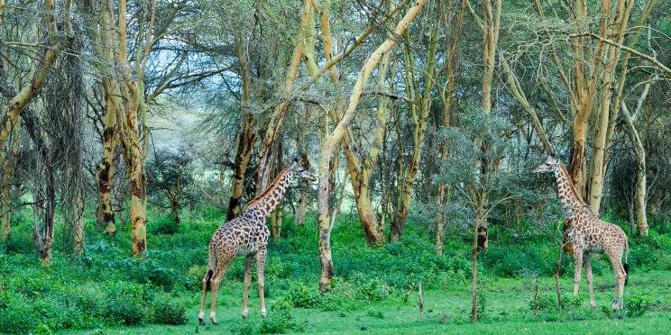 3-Day Explore the Beauty of Nairobi City and the Park