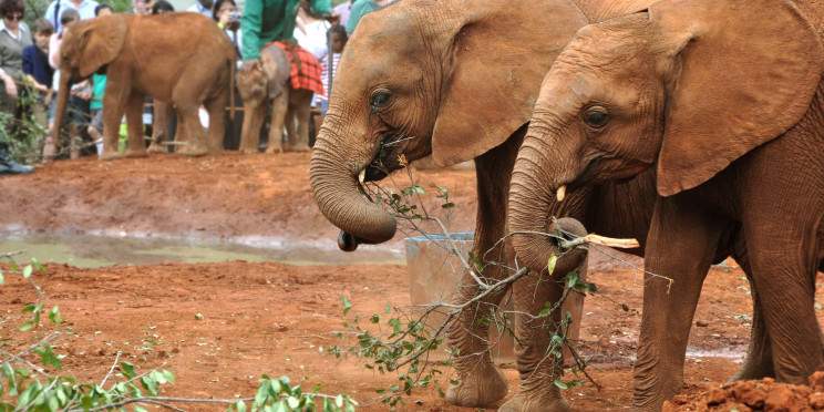 5-Day Amboseli to Diani/Watamu via Salt Lick Safari
