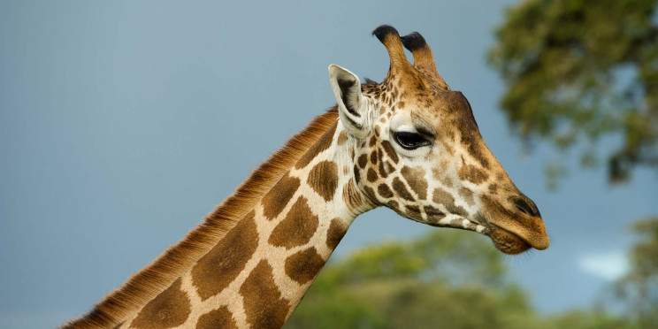 2-Day Masai Mara & Maasai Village Budget Safari