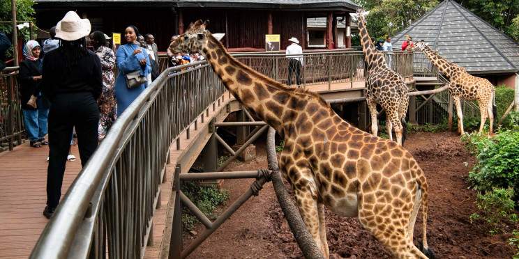 1-Day Nairobi National Park Exclusive Adventure
