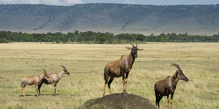 2-Day Masai Mara