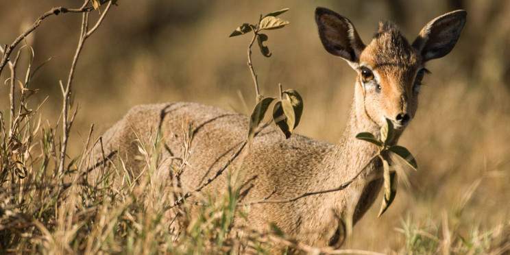12-Day Combined Kenya and Tanzania Adventure Safari