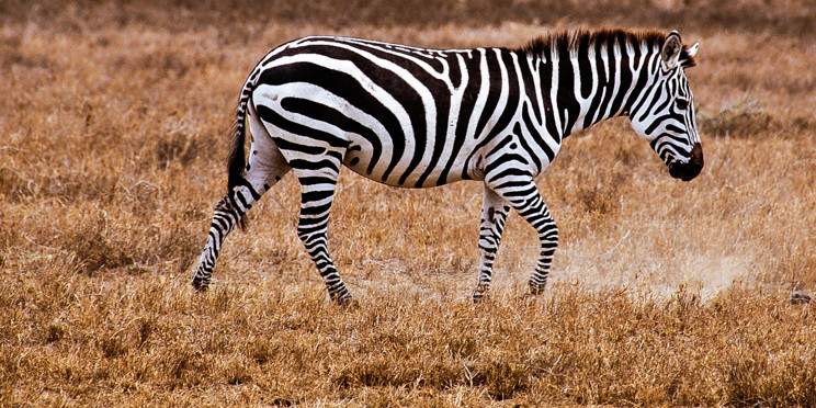 4-Day Maasai Mara & Lake Nakuru Group Joining Safari