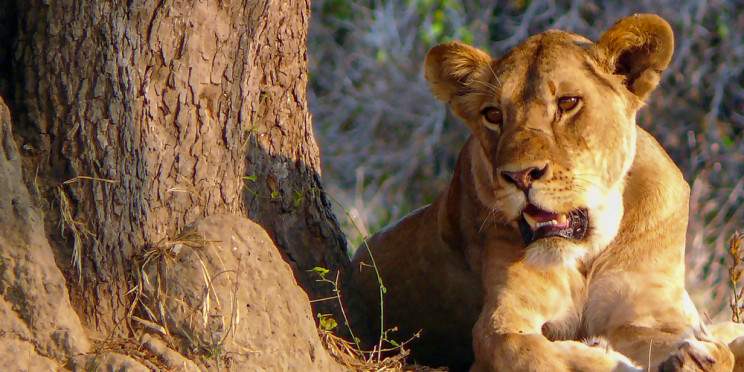 1-Day Epic Safari Adventure from Mombasa to Tsavo East