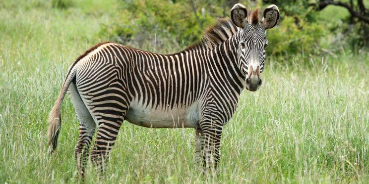 3-Day Amboseli Wildlife Adventure