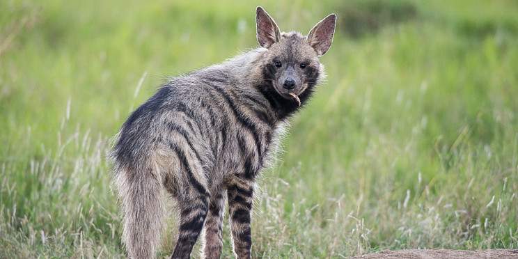 8-Day Mara-Nakuru-Naivasha-Amboseli Group Safari on 4x4