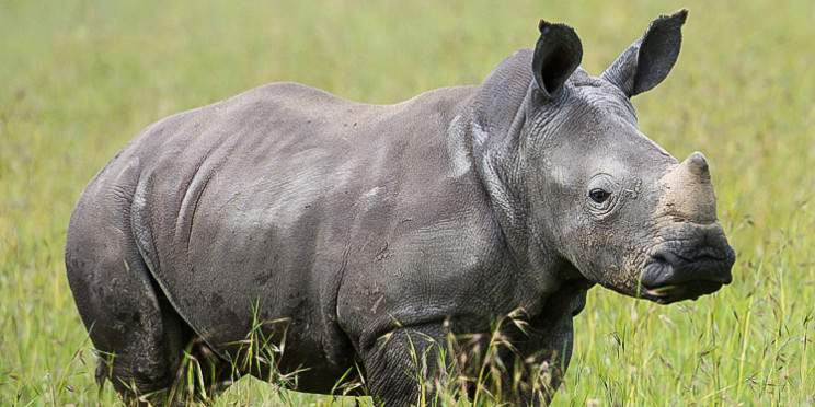 8-Day Exploring the Wild Marvels of Kenya (Luxury Tour)