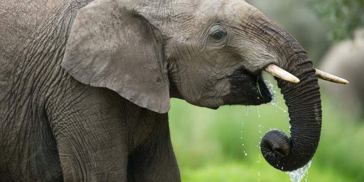 3-Day Tsavo East and Saltlick/Taita Hills Private Trip