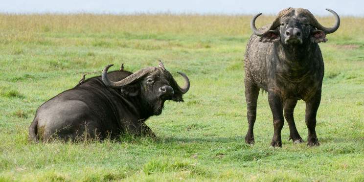 14-Day Combined Kenya and Tanzania Relaxed Luxury Safari