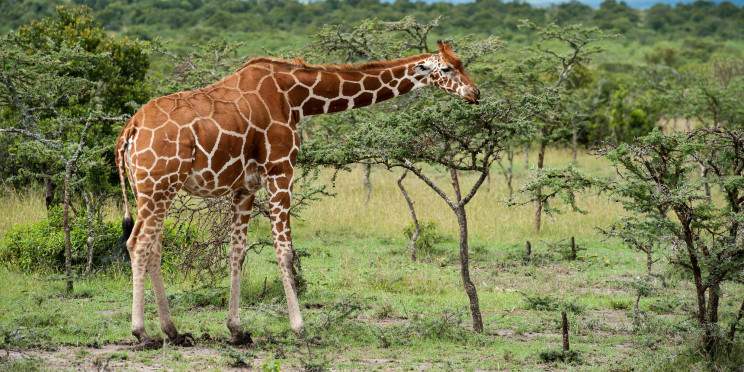 9-Day Luxury -Jungle Quest Expedition