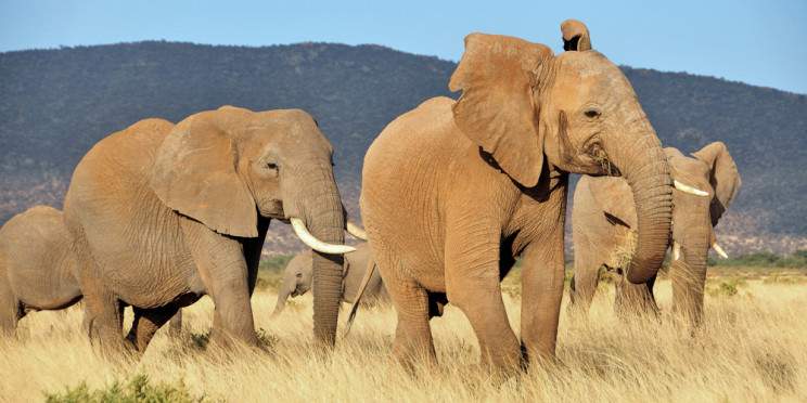 6-Day Photographic Safari in Kenya