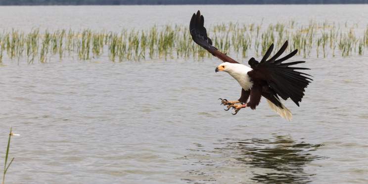 12-Day Safari to Kenya Most Iconic Wildlife Destinations