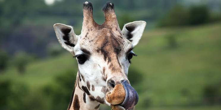 4-Day Premium Conservation Safari - Elsa Kopje Meru