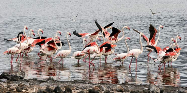 6-Day Into the Wild Bogoria Nakuru &Mara Midrange Safari
