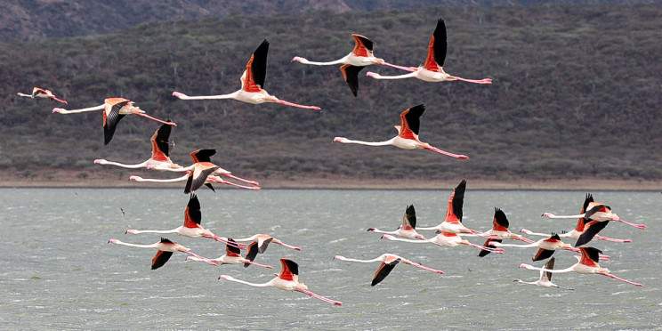 5-Day The Famous Masai Mara-Nakuru-Naivasha Group Safari