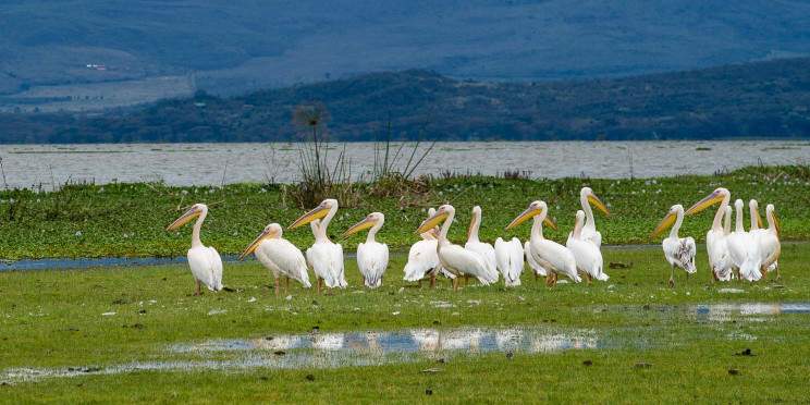 2-Day Lake Elementaita - Soysambu Conservancy Expedition