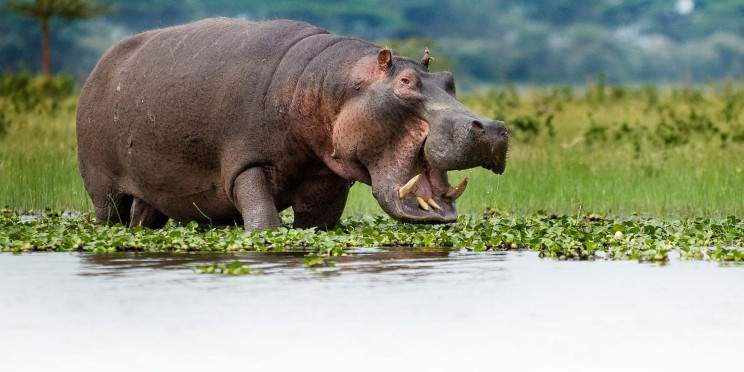 4-Day Masai Mara Wild Experience