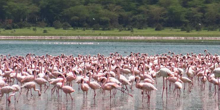 8-Day Combined Kenya and Tanzania Group Tour