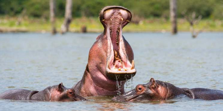1-Day Hells Gate, Crescent Island & Lake Naivasha Safari