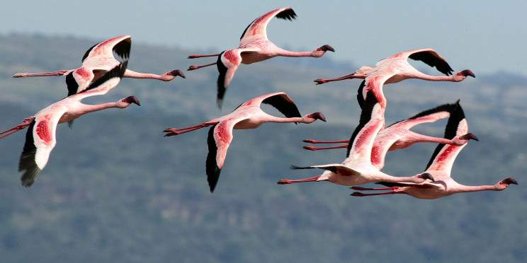 6-Day Kenya Wildlife & Rift Valley Lakes Safari