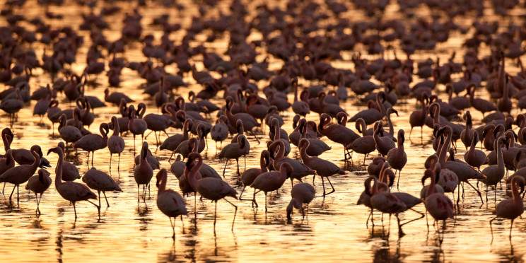 9-Day Kenya and Tanzania Safari Combined