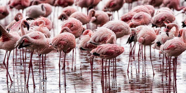 8-Day Breathtaking Safari Adventure in a Pop-up Minivan