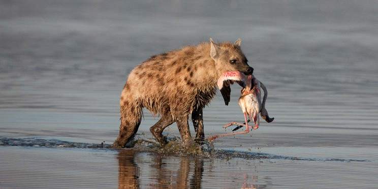 2-Day Lake Nakuru & Lake Naivasha Hiden Safari Treasures