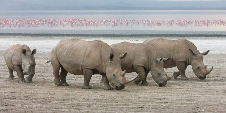 5-Day Ol Pajeta- Lake Nakuru to Masai Mara Adventure