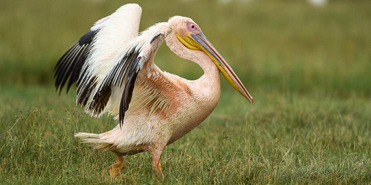 1-Day Lake Naivasha Trip Experience