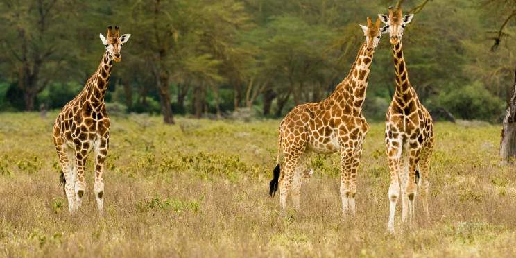5-Day Hell's Gate, Lake Nakuru and Masai Mara Safari