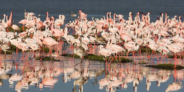 5-Day Midrange Fantastic Kenya Safari