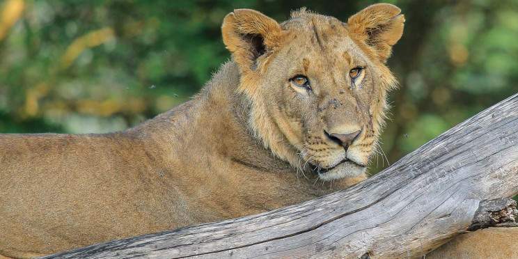 6-Day Samburu, Aberdares & Rift Valley Explorer