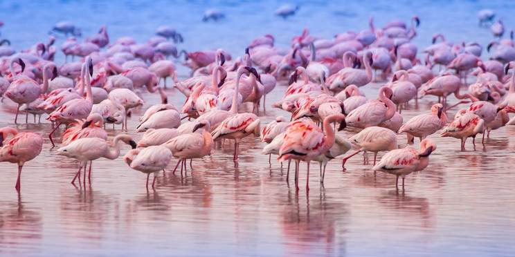 7-Day Naivasha, Nakuru and Masai Mara Safari