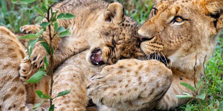14-Day Kenya and Tanzania Budget Group Jeep Safari