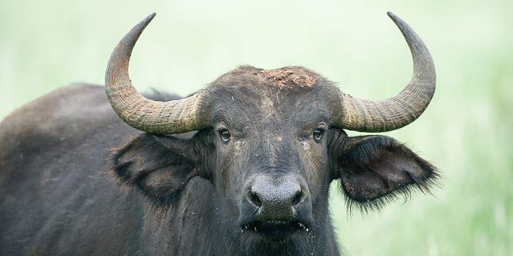 7-Day Nairobi-Mara Mombasa African Budget Safari Tour