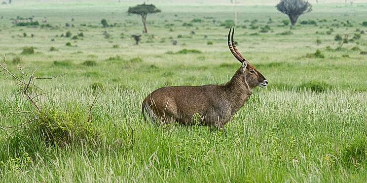9-Day Luxury Big Game Safari in Kenya