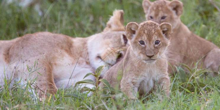 3-Day Tsavo East Private Safari from Diani with a Jeep