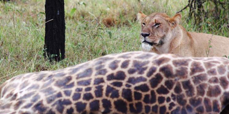 4-Day In the Wilderness (Luxury) Safari