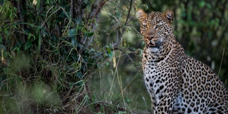 4-Day Samburu, Buffalo Springs and Ol Pejeta
