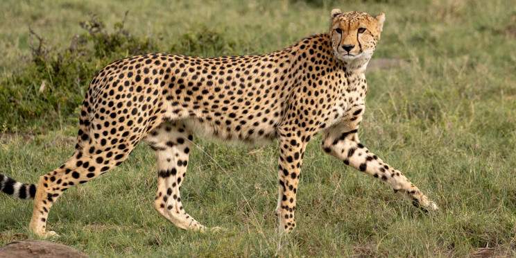 4-Day A Timeless Safari in Naboisho Conservancy