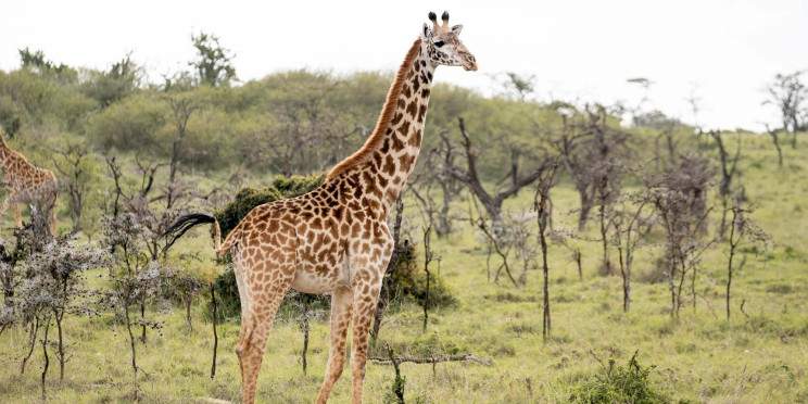 7-Day Adventure to the Wild-Masai Mara to Samburu