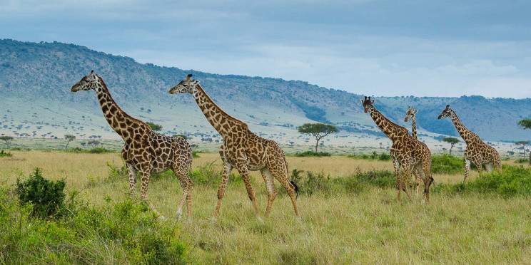 3-Day Budget Sankale Camp Masai Mara Private Tour