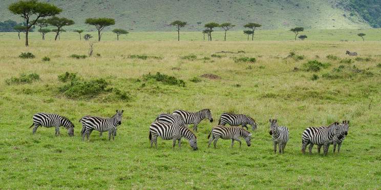 3-Day Jambo Mara Safari Lodge Shared Tour-Wooden Cottage