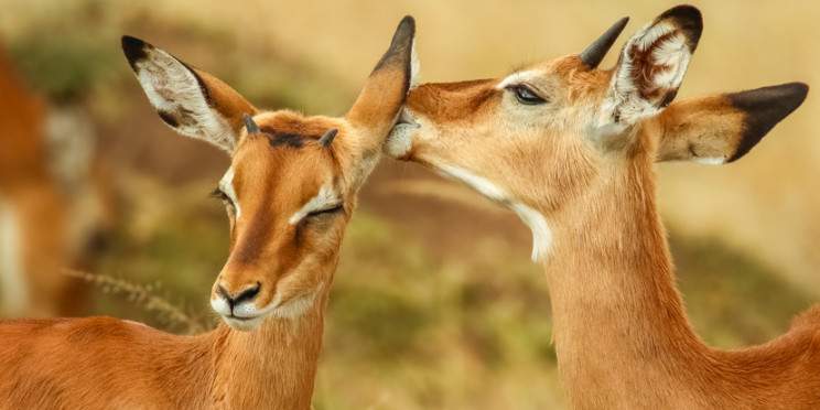 6-Day Chasing Giants; Mara to Amboseli Adventure