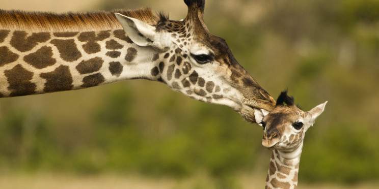 14-Day Masai Mara -Serengeti -Ngorongoro -Tarangire NP